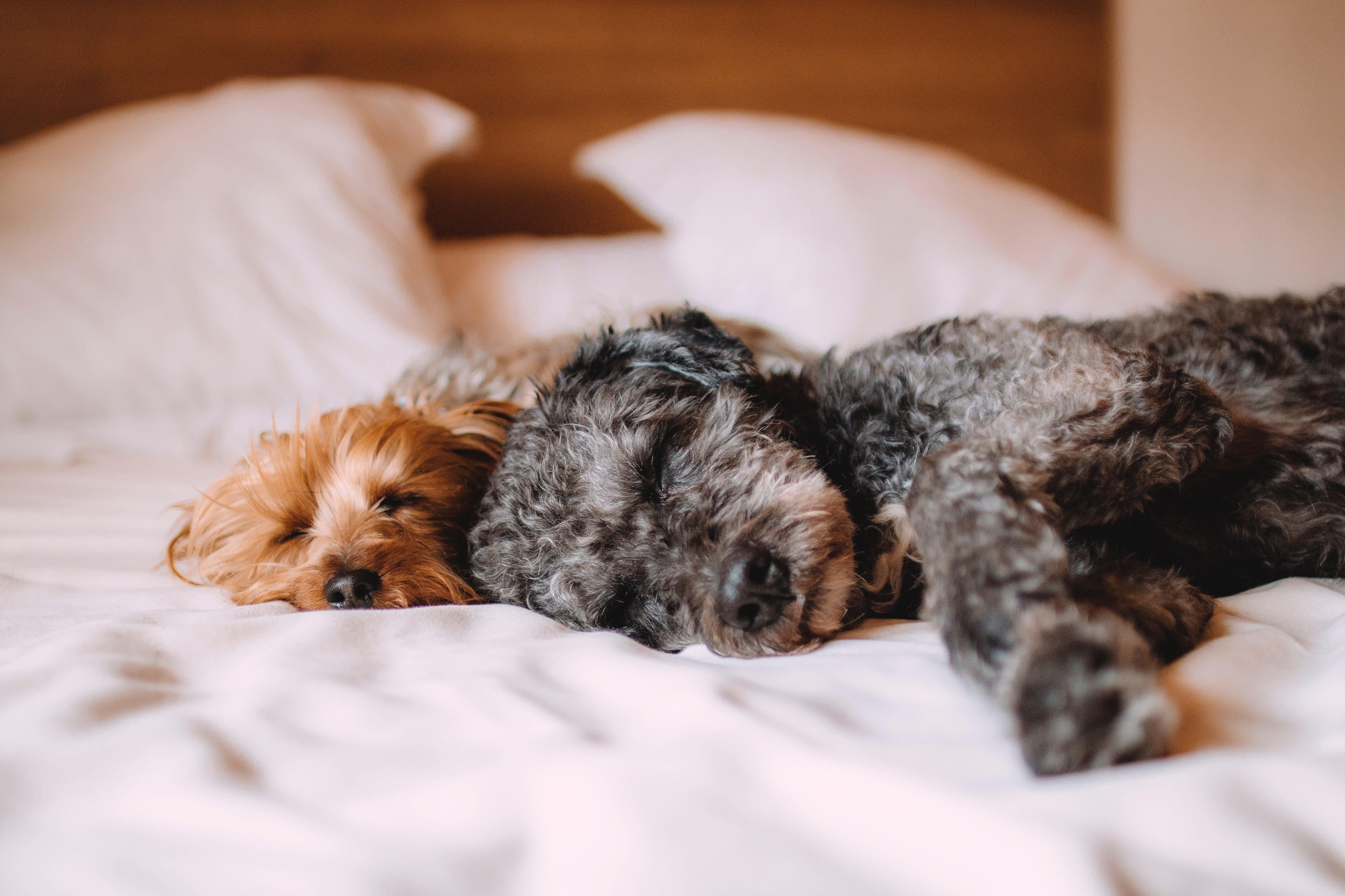 two small breed dogs sleeping in bed