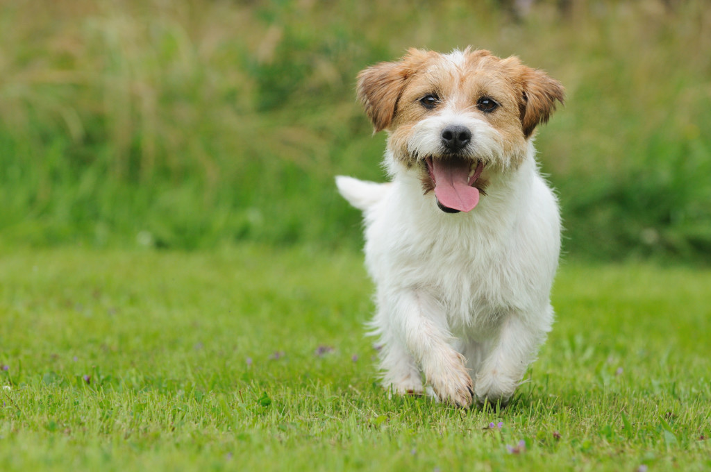 çimlerde koşan köpek 