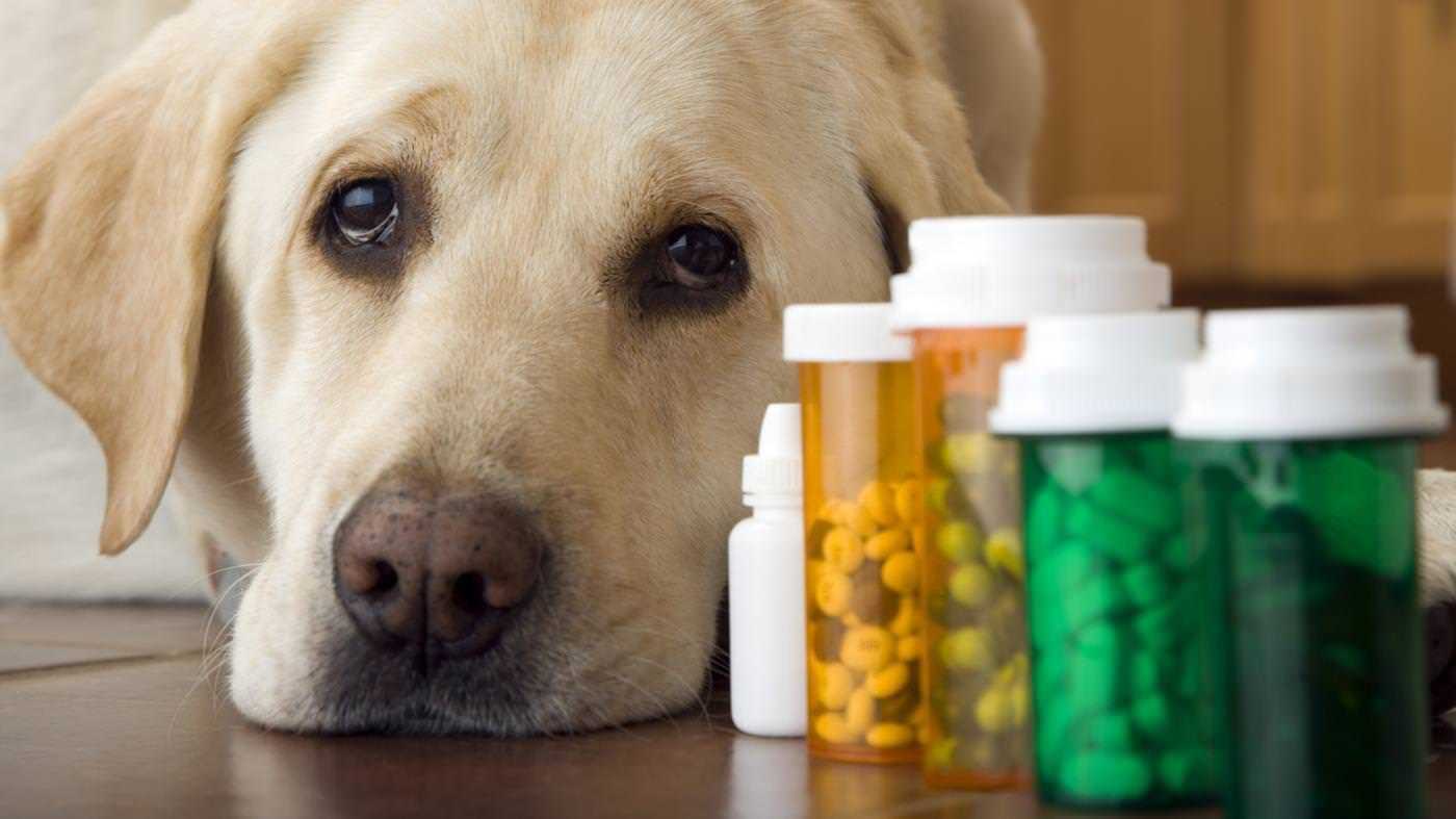 ilaçların yanında uzanan köpek
