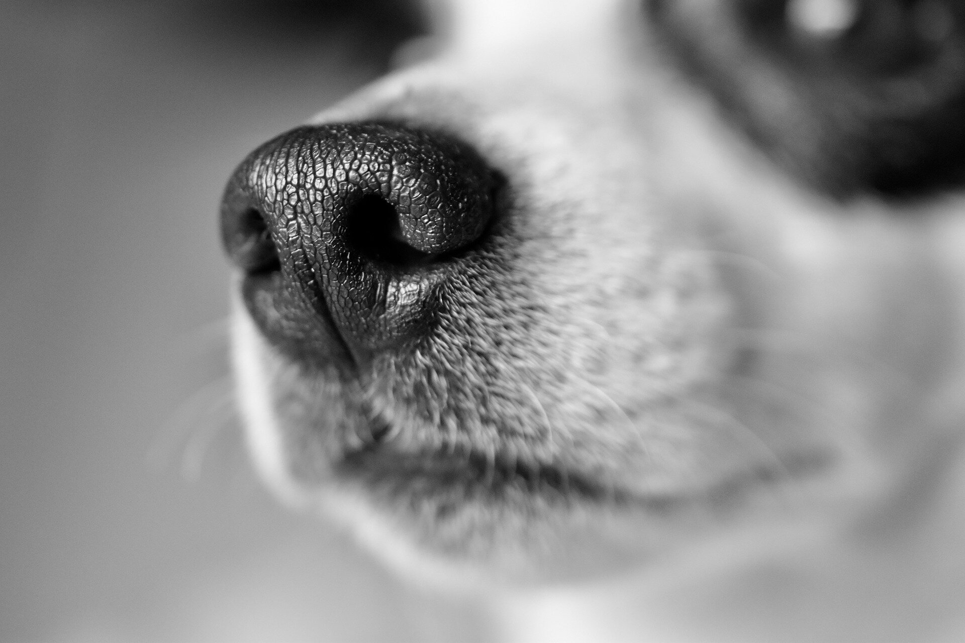  siyah beyaz köpek fotoğrafı