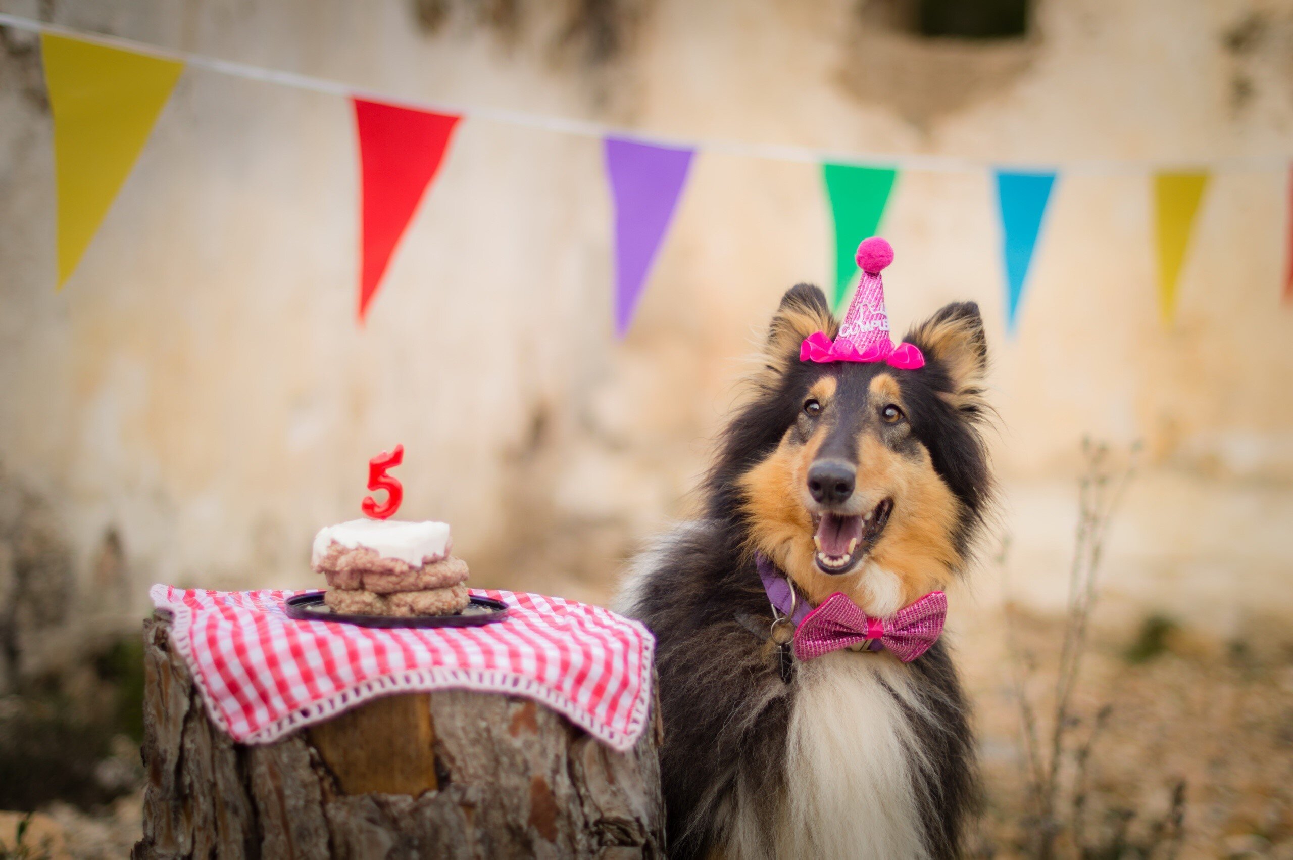 doğum günü partisinde olan köpek