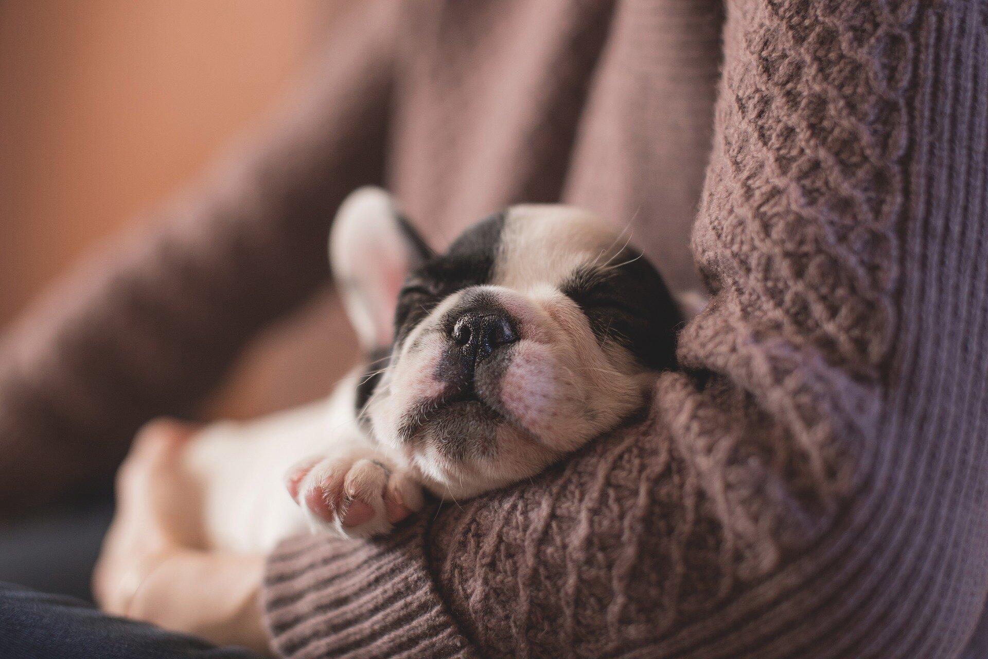 French Bulldog puppy sleeping on lap