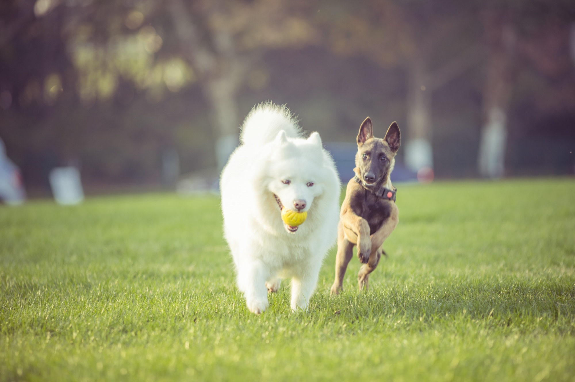 top ile oyun oynayan iki köpek