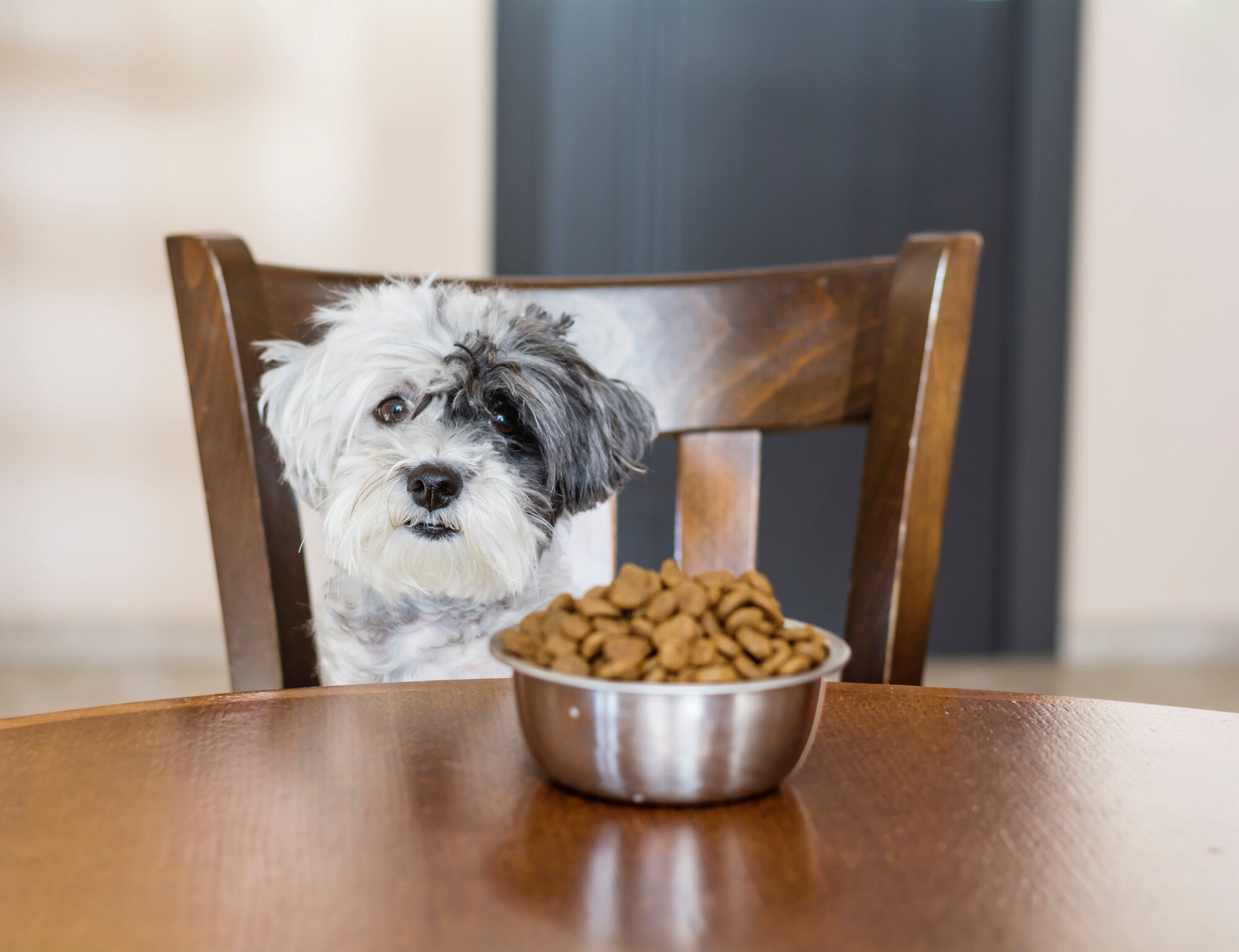 dog sitting on stool next to food on table