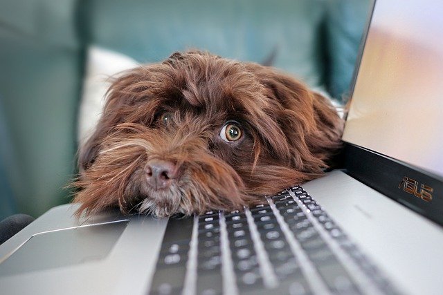 Dizüstü bilgisayara yaslanan kahverengi köpek