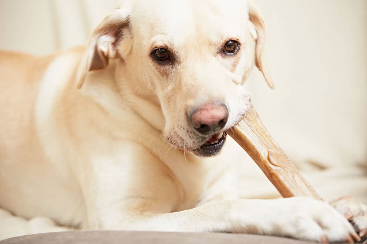 light-coloured fluffy dog ​​gnawing bone