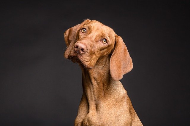 Siyah zeminde boynu eğik uzun kulaklı kahverengi köpek