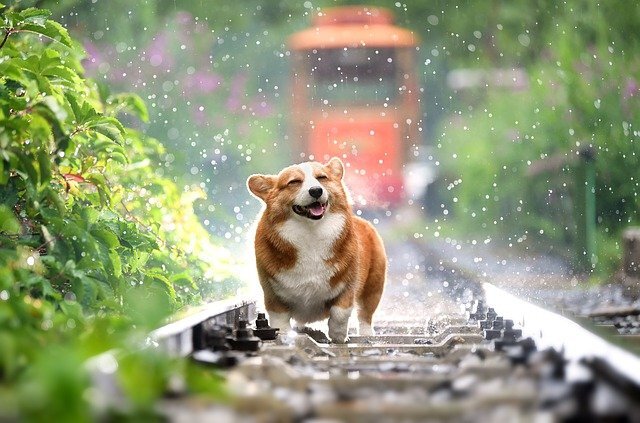 tren raylarında küçük ırk ağzı açık köpek