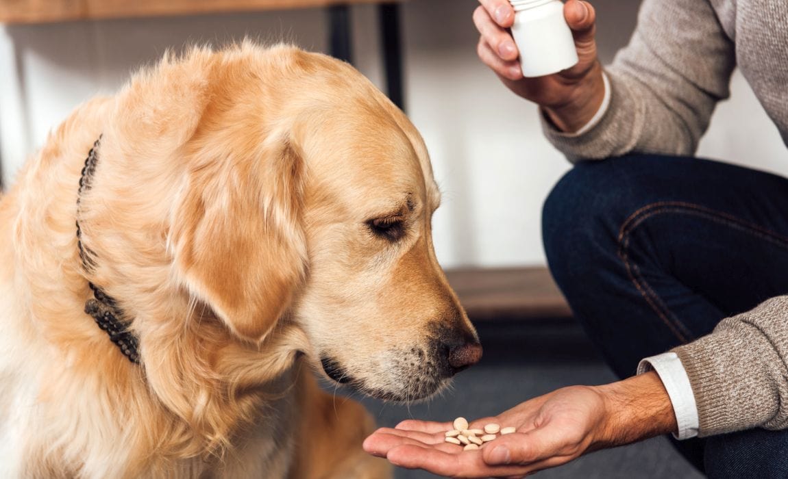 dog taking medicine