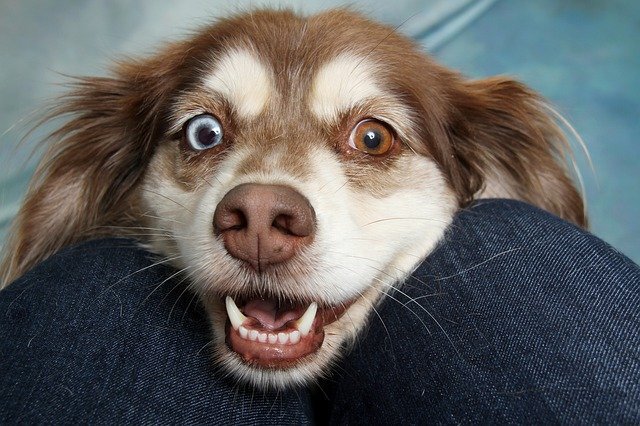 Gözleri açık kahverengi beyaz köpek