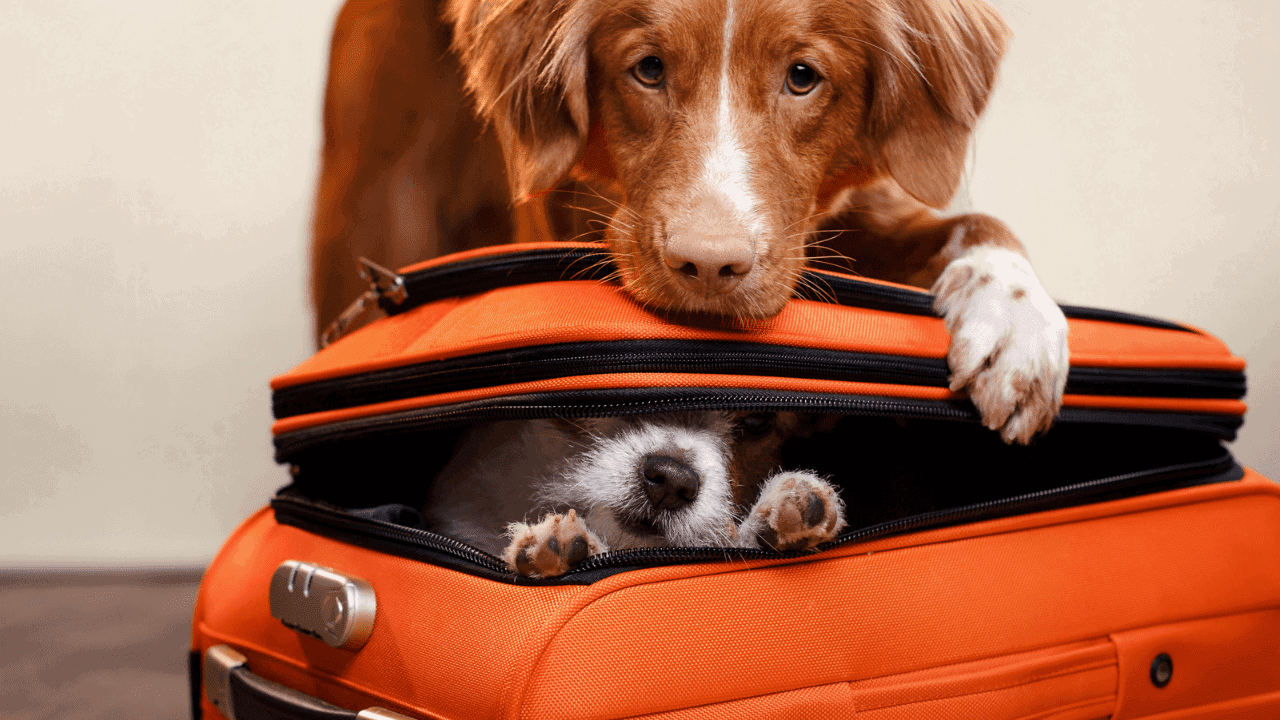 bavul içerisinde duran yavru köpeğin başında duran büyük köpek