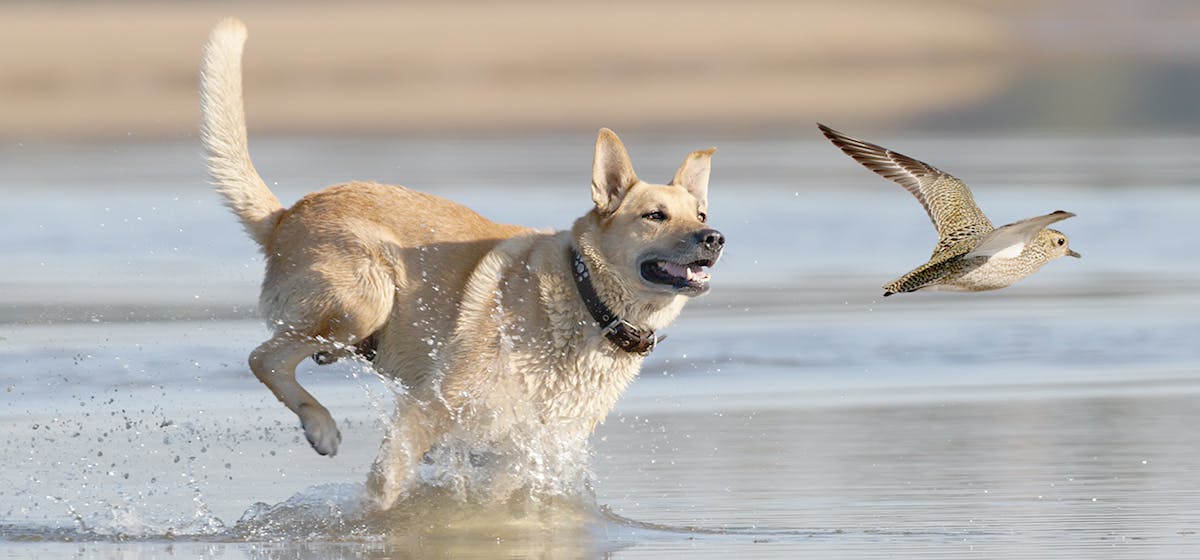 plajda kuş kovalayan köpek