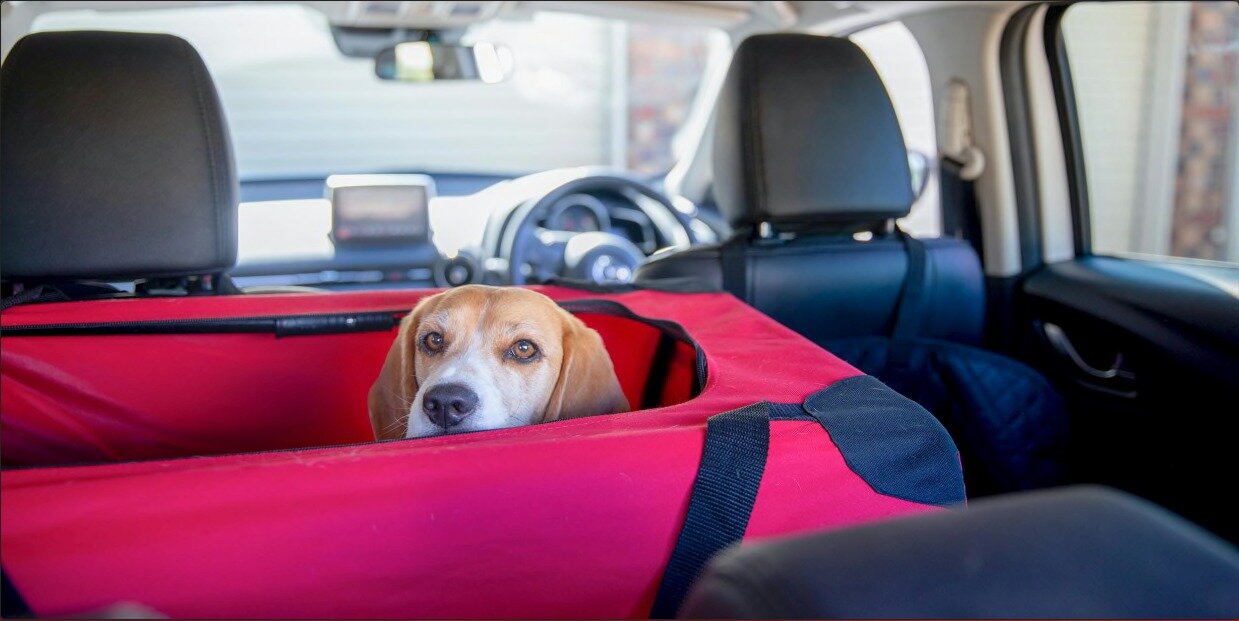 arabanın arka koltuğunda taşıma çantasında oturan köpek