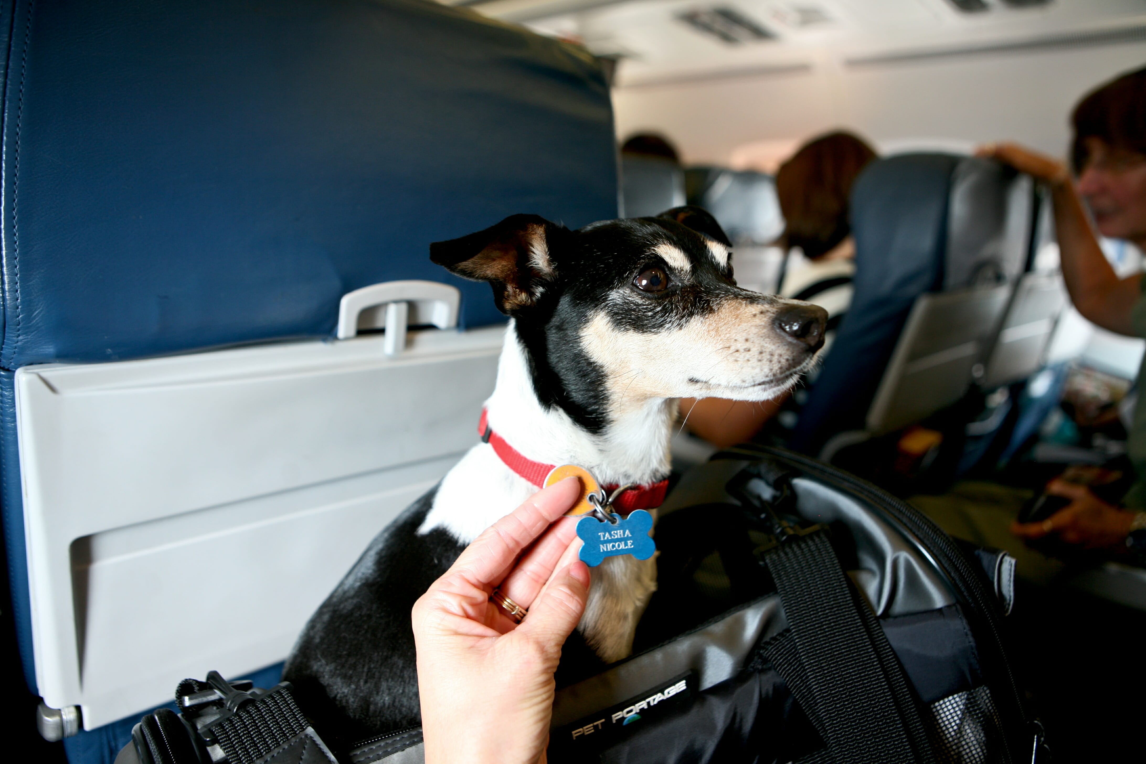 uçakta taşıma çantasında oturan köpek