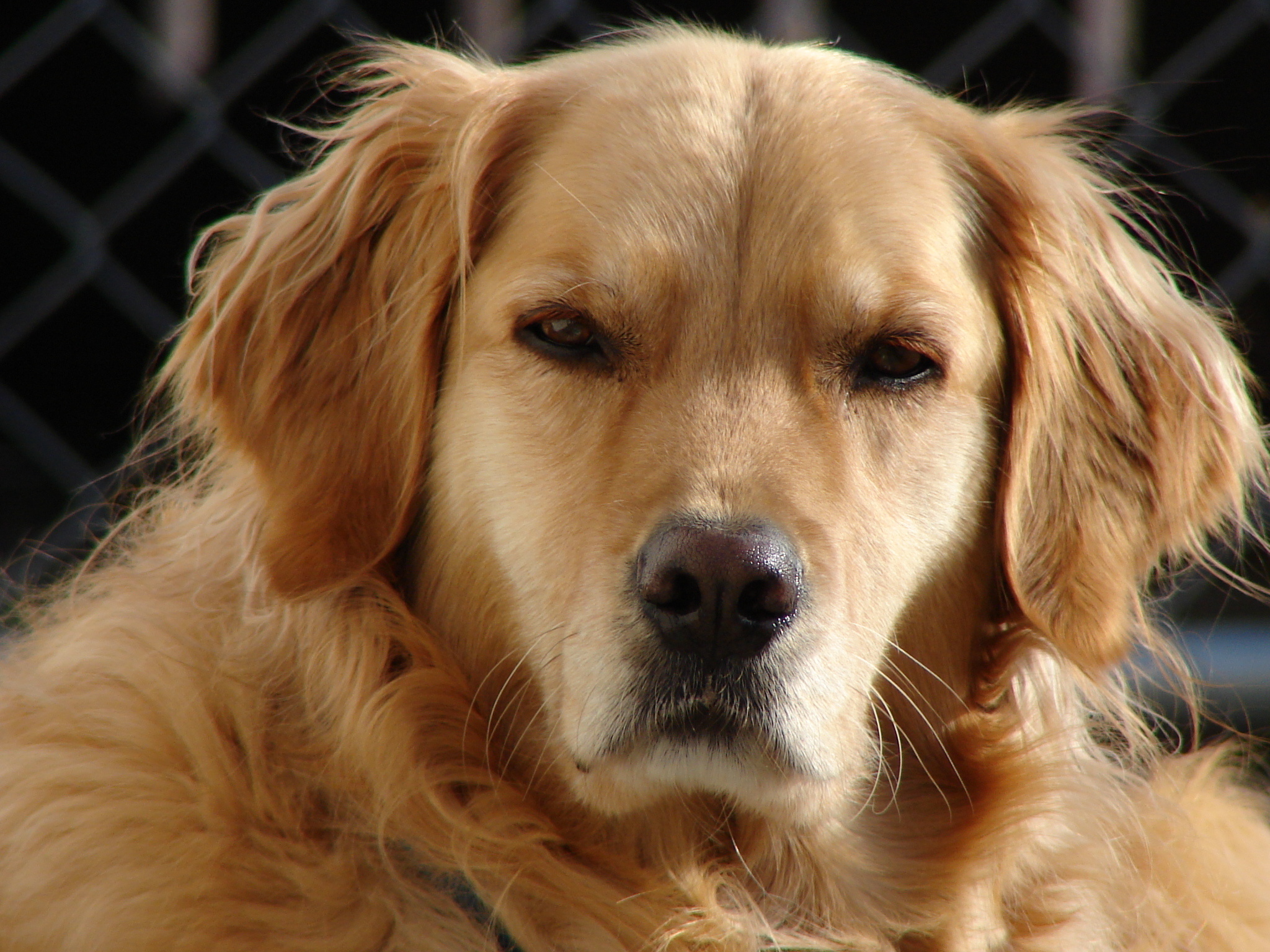 sinirli gözlerle bakan köpek