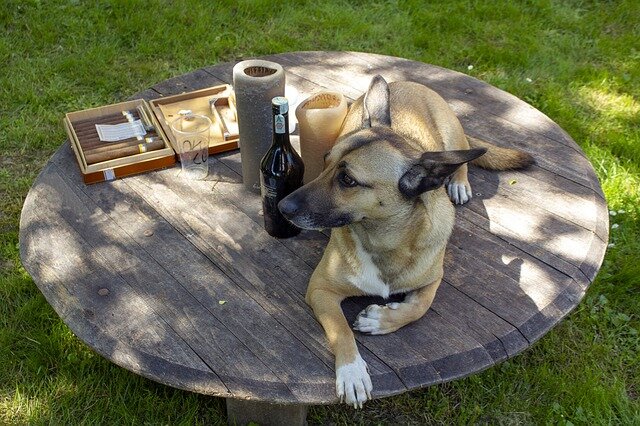 bahçede oturan yanında şarap olan köpek 