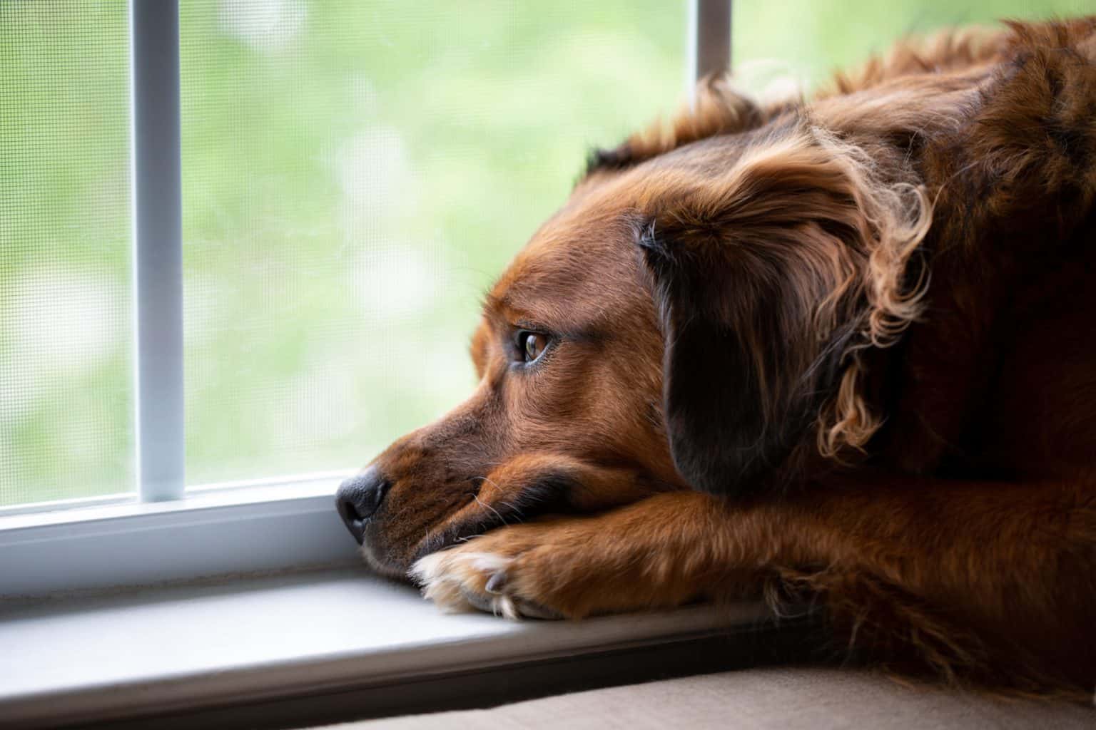 pencerenin kenarına yatmış kahverengi köpek