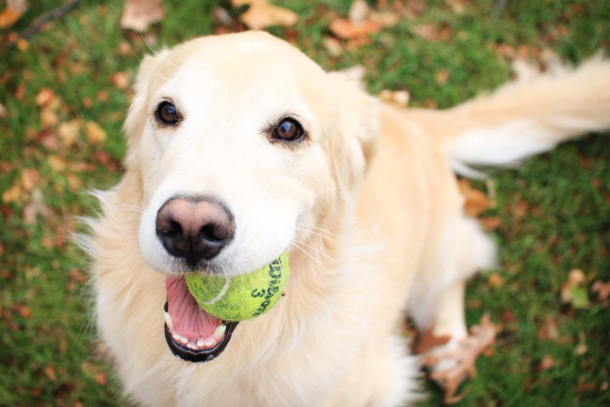 ağzında tenis topu olan köpek