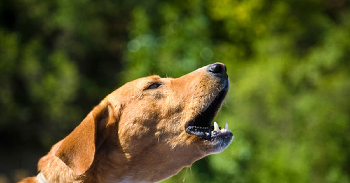 yeşillikli alanda uluyan kahverengi köpek