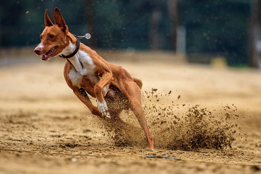 brown hound running on dirt ground