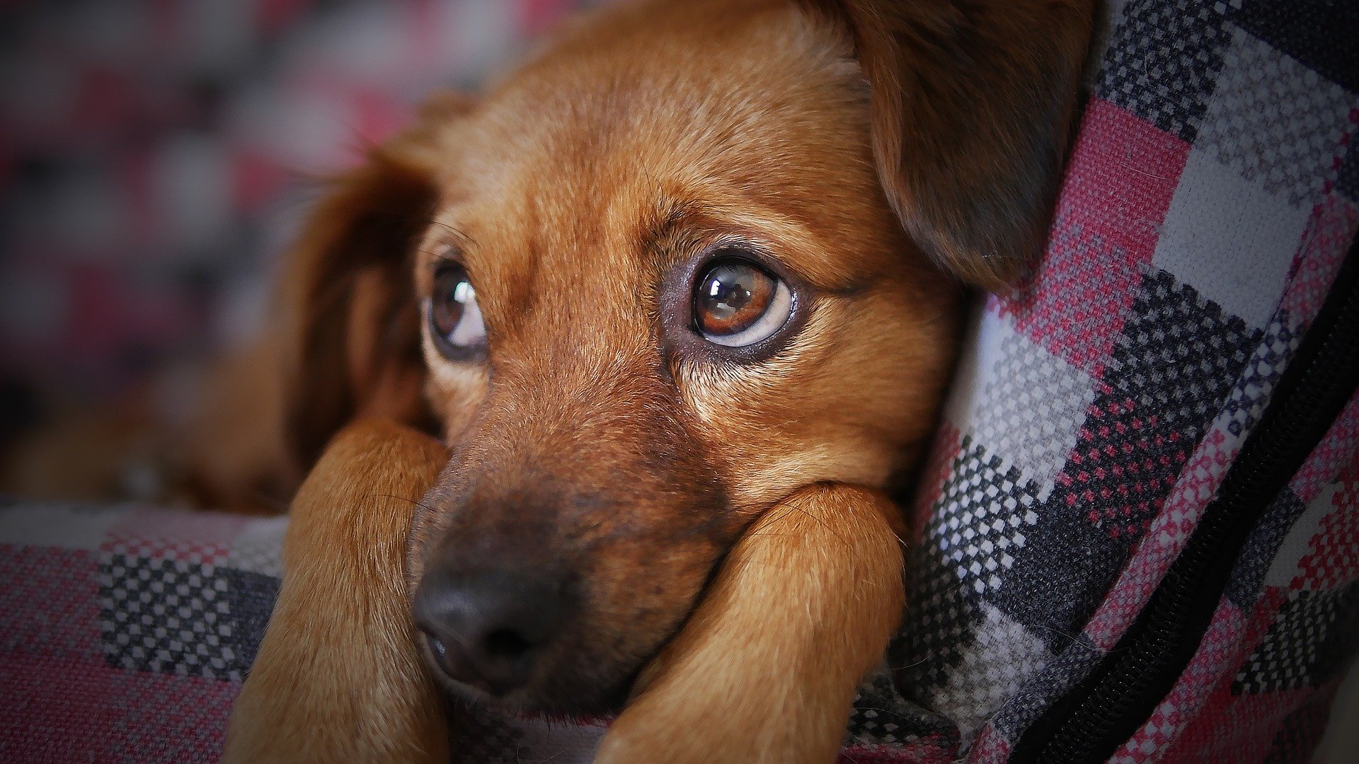 koltukça bakışları odaklanmış yavru köpek