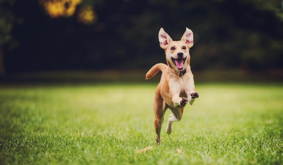 dog running happily in the grass