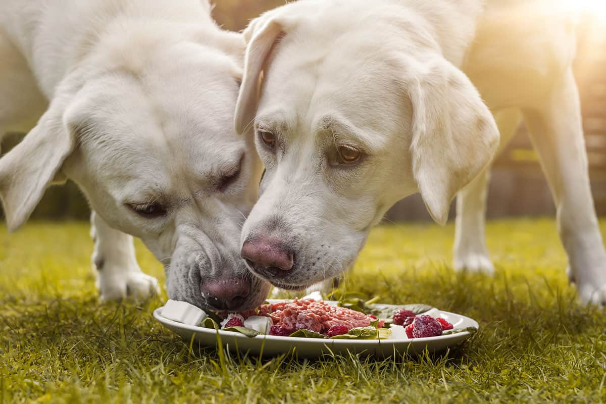 barf diyeti ile çiğ beslenen iki köpek