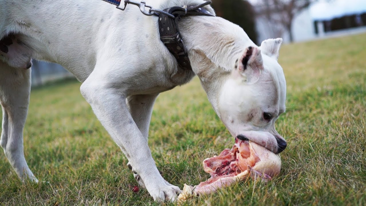 çiğ tavuk yiyen beyaz köpek