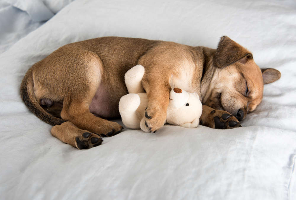 dog sleeping with teddy bear