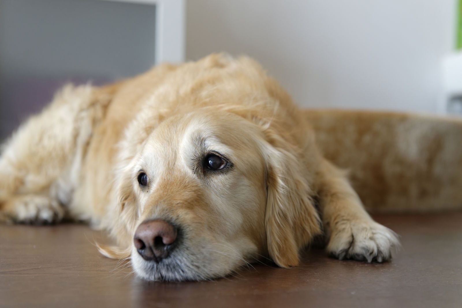 yerde yatan açık renkli tüyleri olan köpek