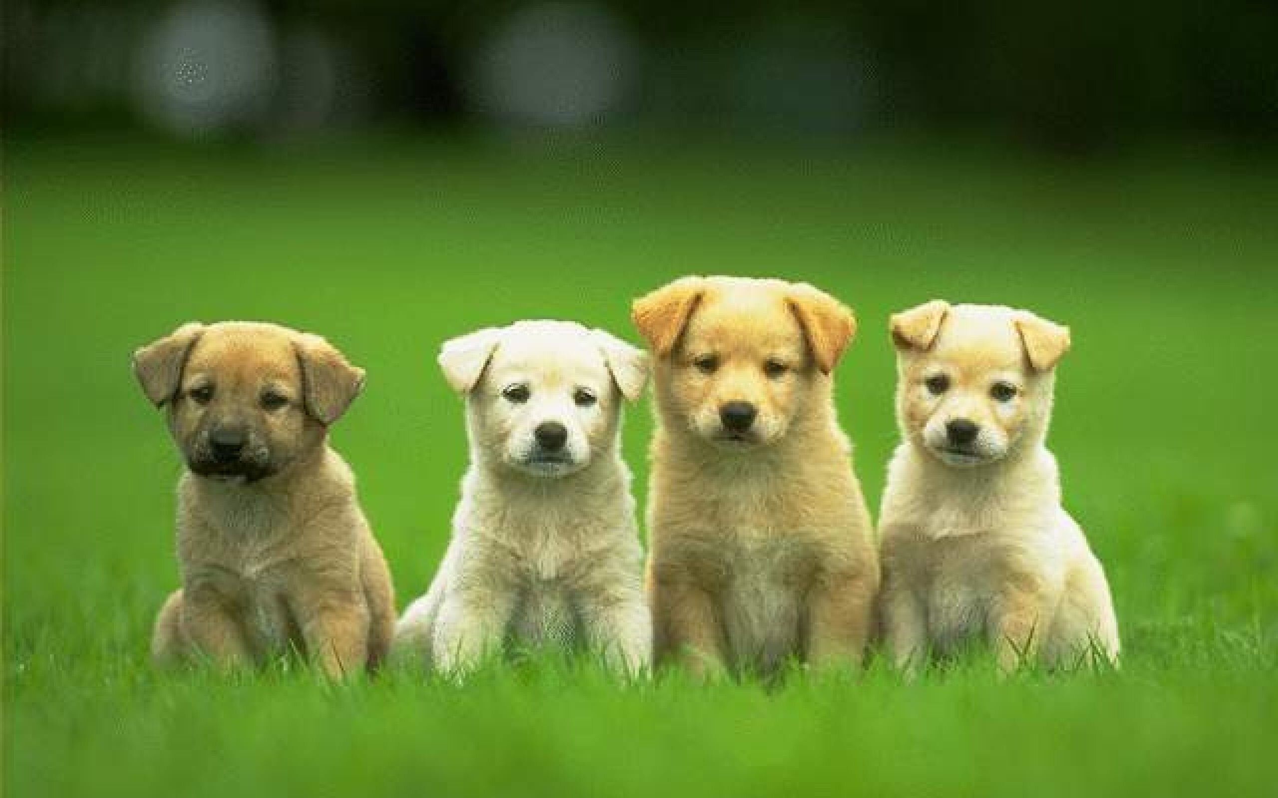 puppies sitting on the grass