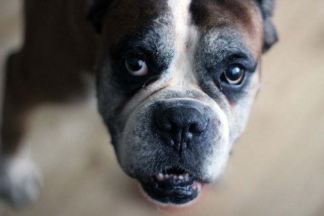 yaşlı Boxer cinsi köpek