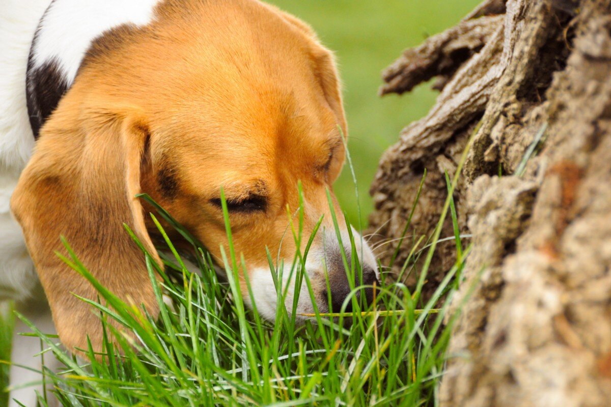 puppy eating grass by the tree