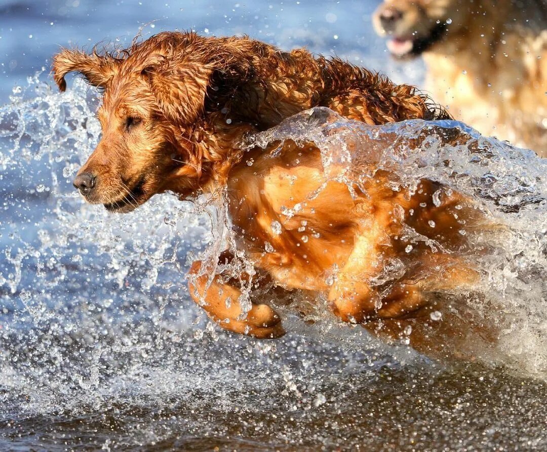 suda oyun oynayan köpekler