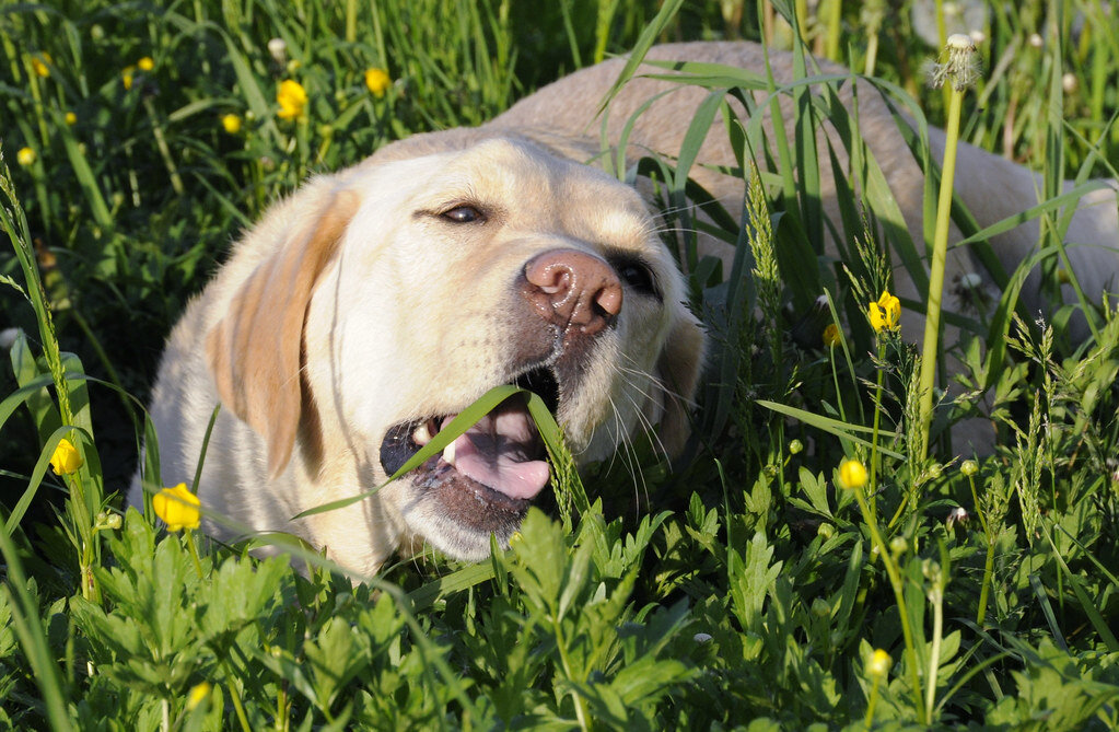 çim yiyen ağzı yarı açık köpek