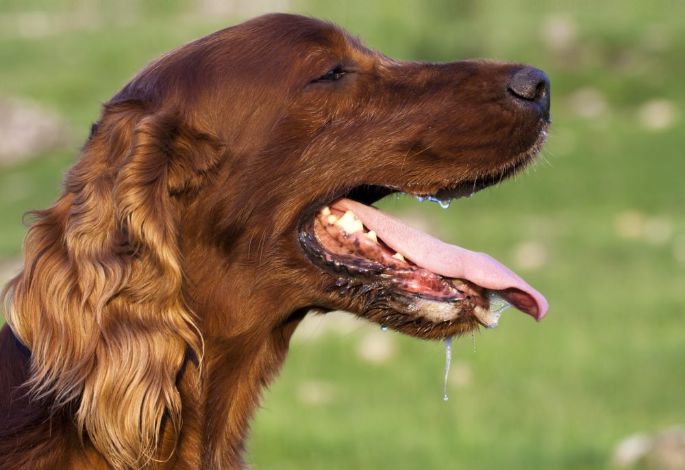 salyaları akan kahverengi köpek