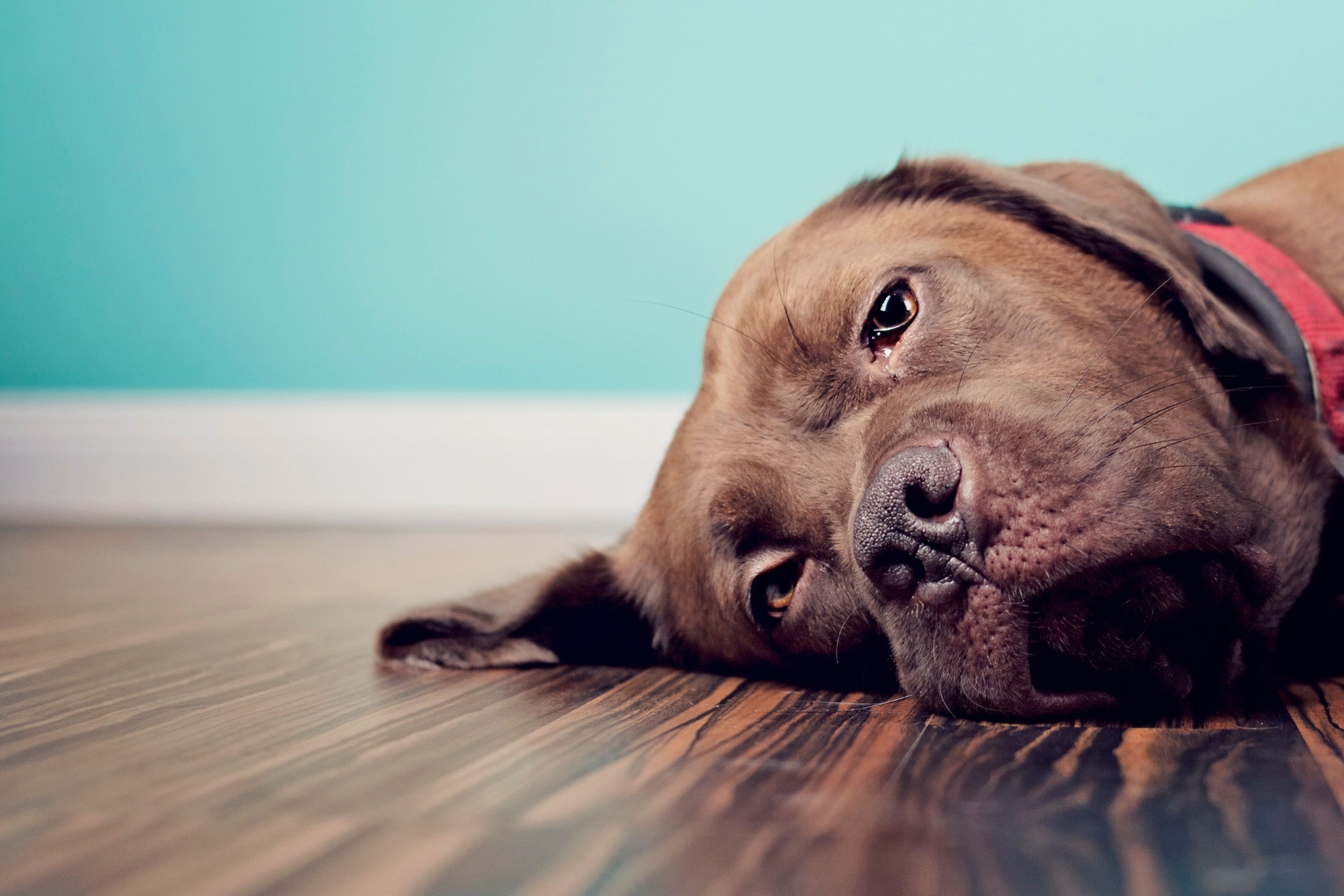 halsiz bir şekilde yerde yatan köpek