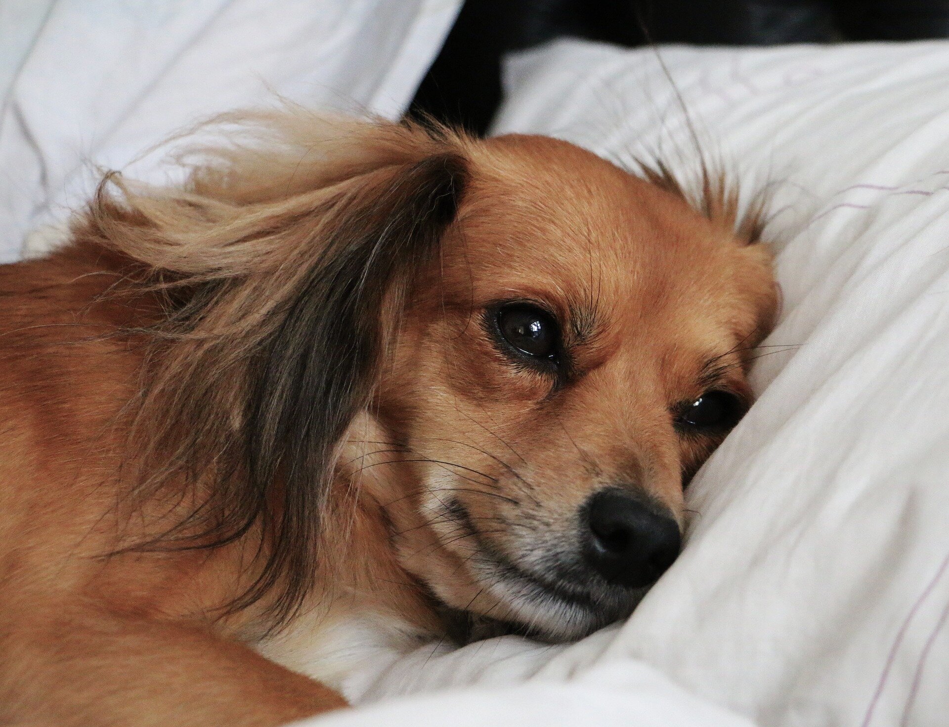 yatakta yatan gözleri açık kahverengi köpek