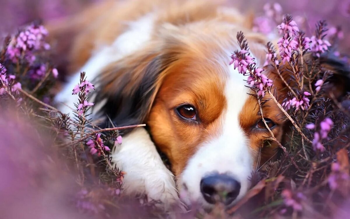 çiçeklerin arasında oturan köpek