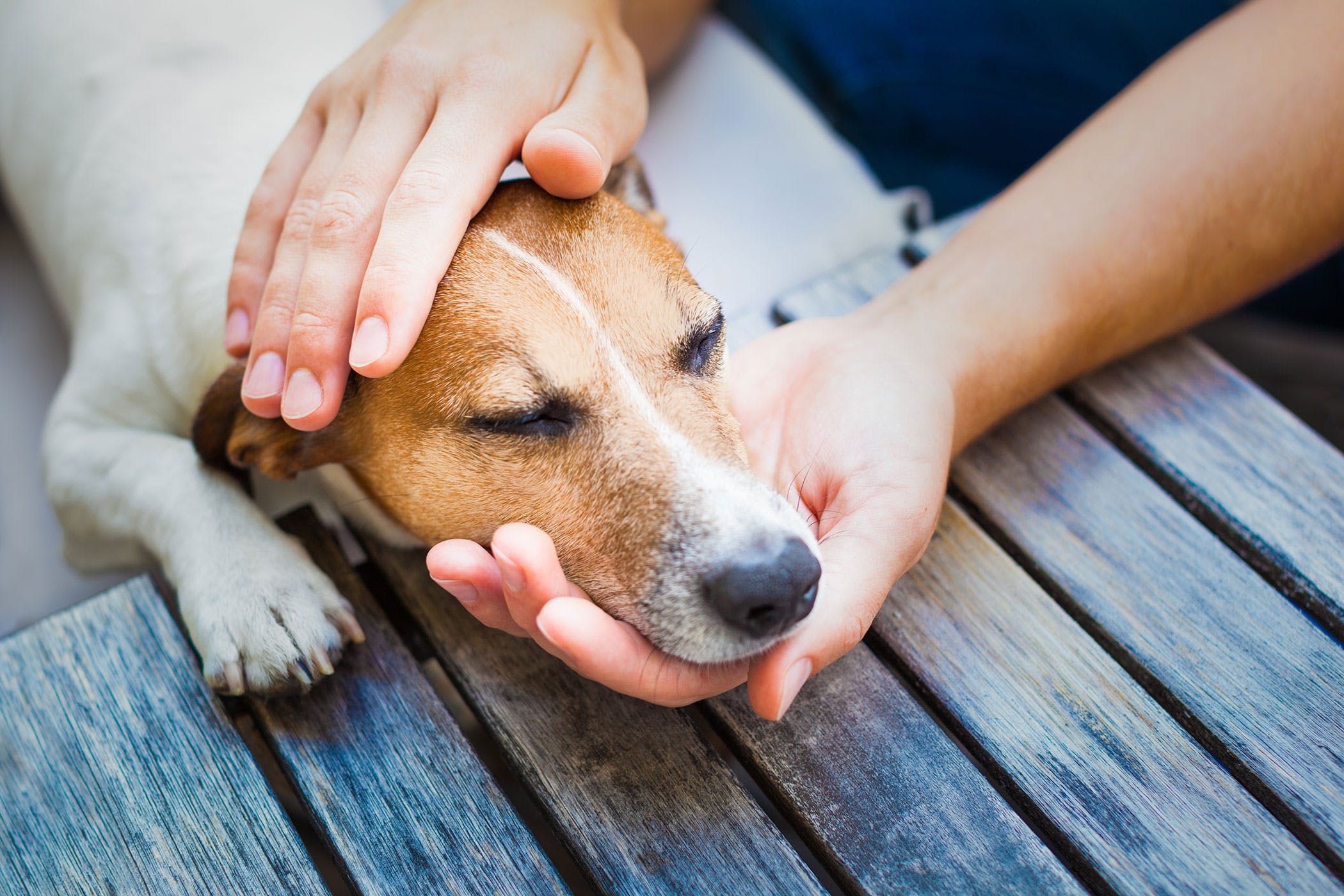 başını sahibinin eline yaslamış uyuyan köpek