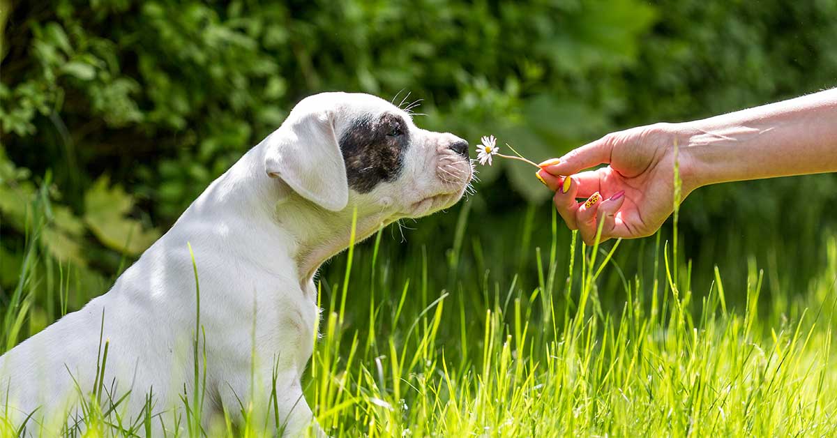 flower sniffing dog