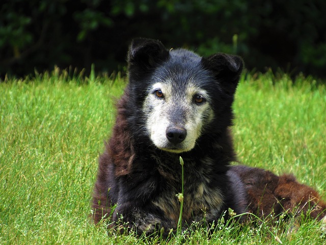 çimlerde uzanan yaşlı siyah köpek