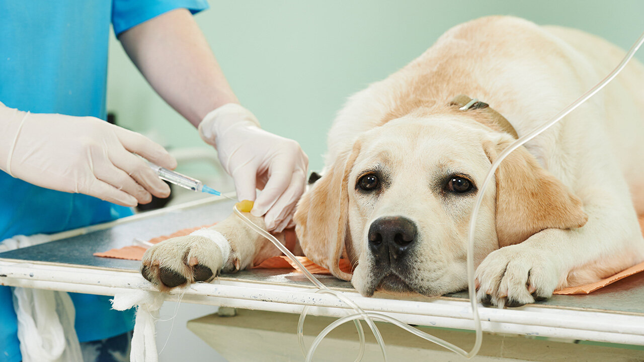 veteriner hekim kliniğinde tedavi gören köpek