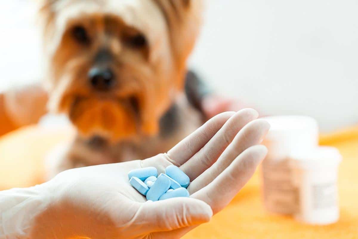dog taking antibiotics