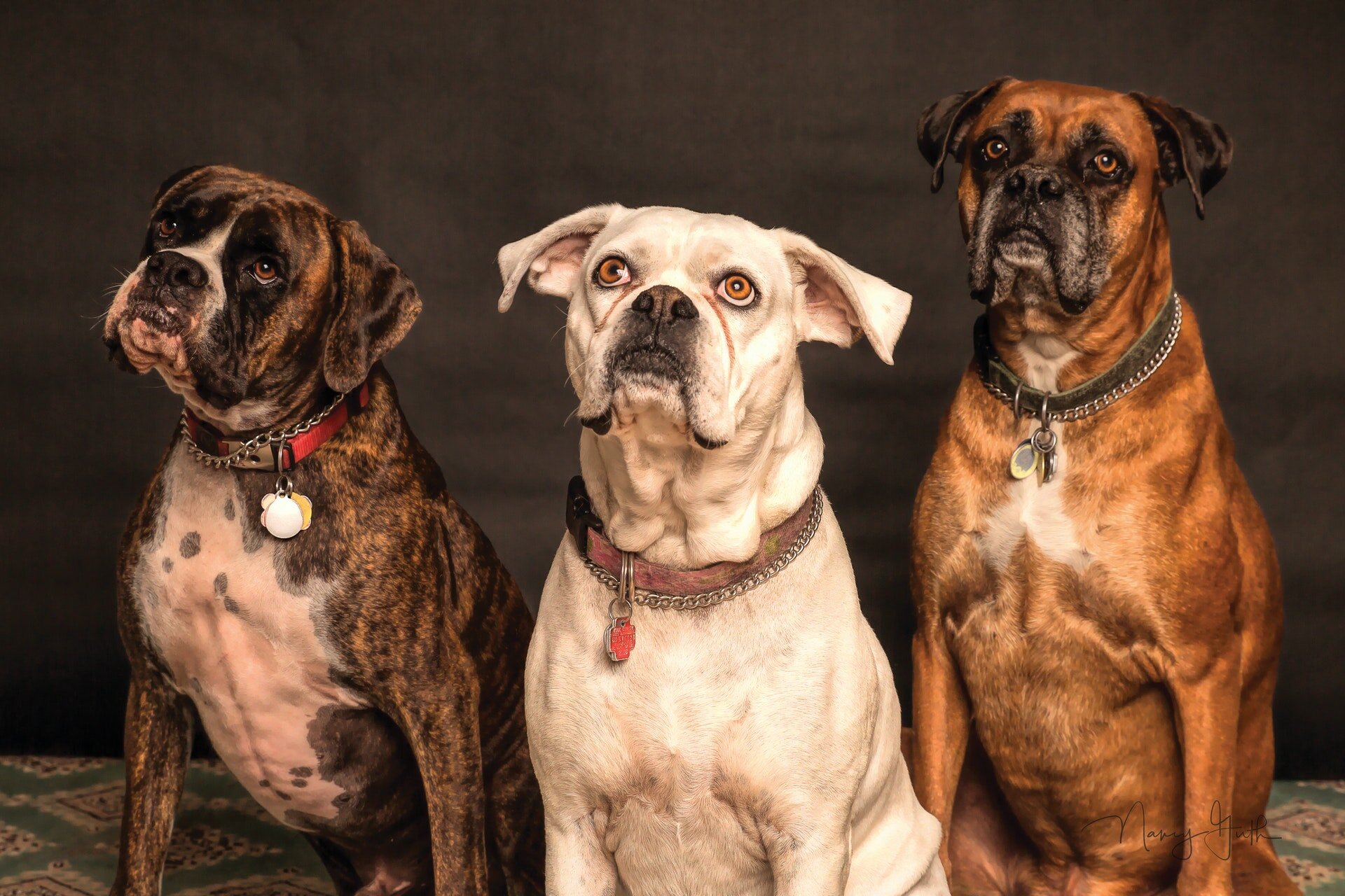 Three Boxer dogs staring intently