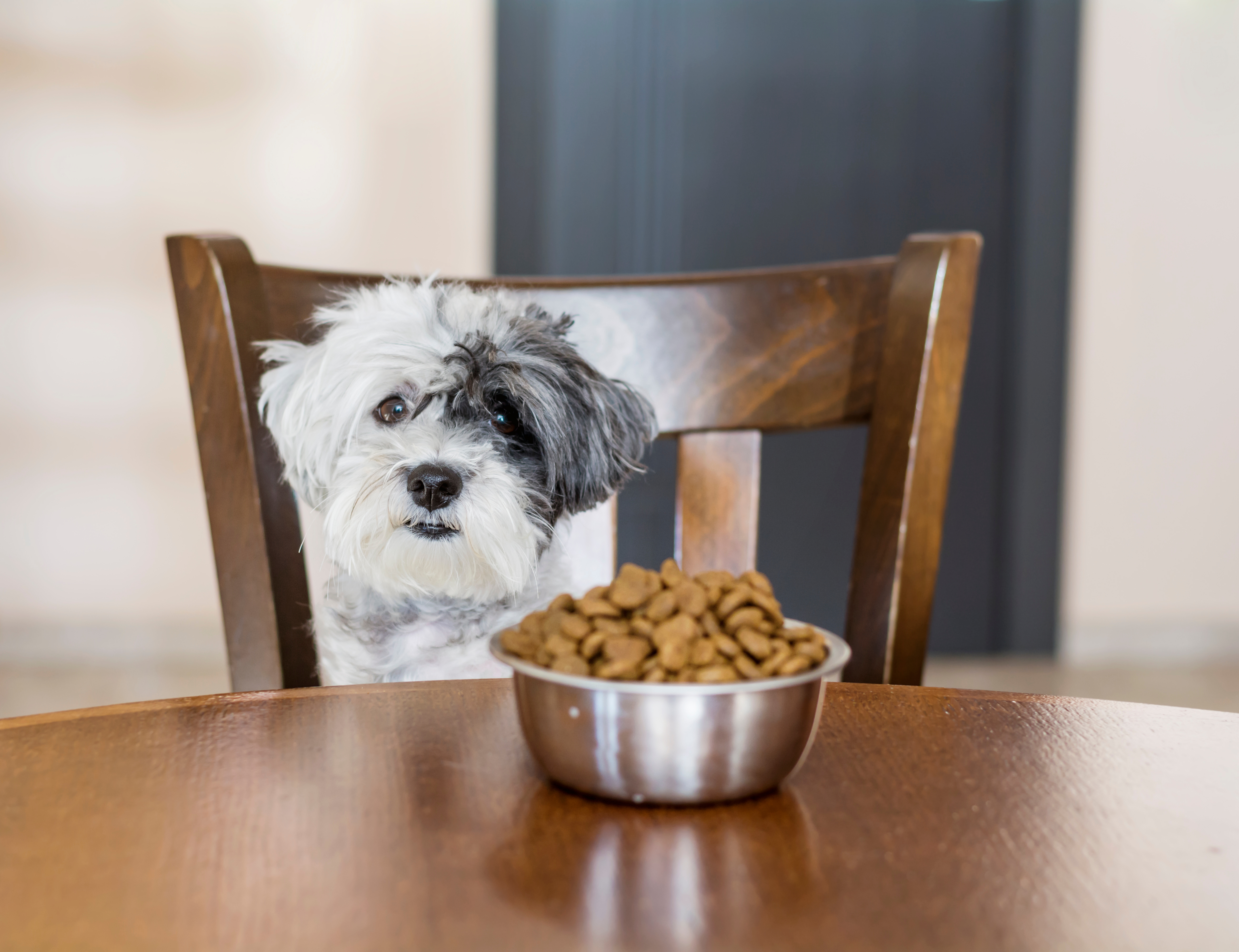 köpeklerde bağırsak hastalıkları