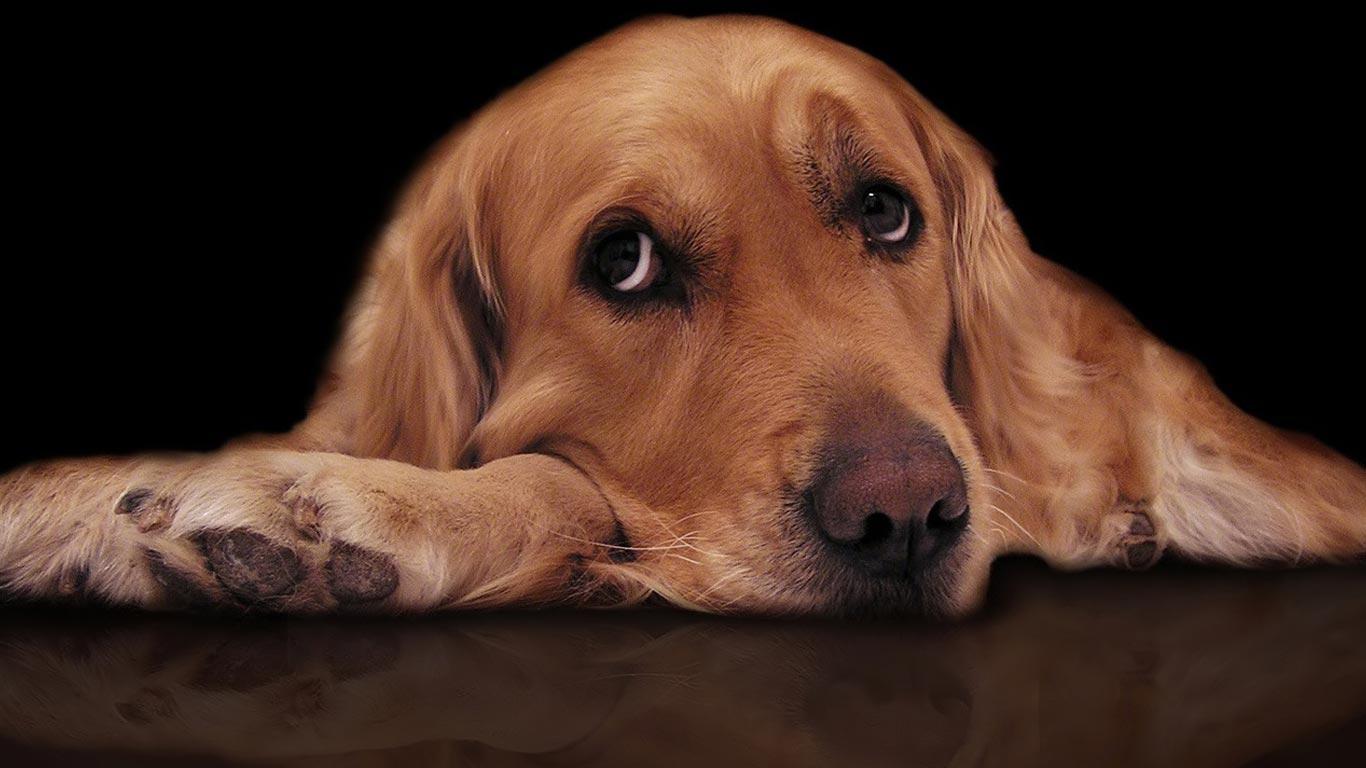 üzgün bakan köpek