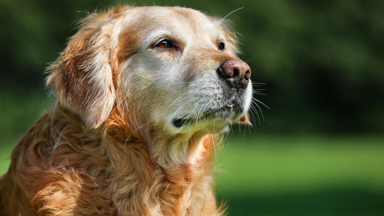 yeşillerin içerisinde karşıya bakan yaşlı Golden Retriever