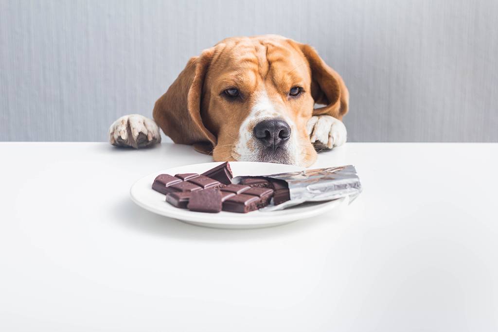 dog on the table looking at the plate with chocolate in it