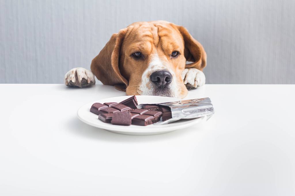 masada içerisinde çikolata olan tabağa bakan köpek